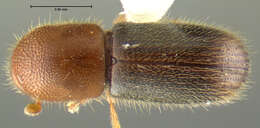 Image of Xyleborus californicus Wood 1975