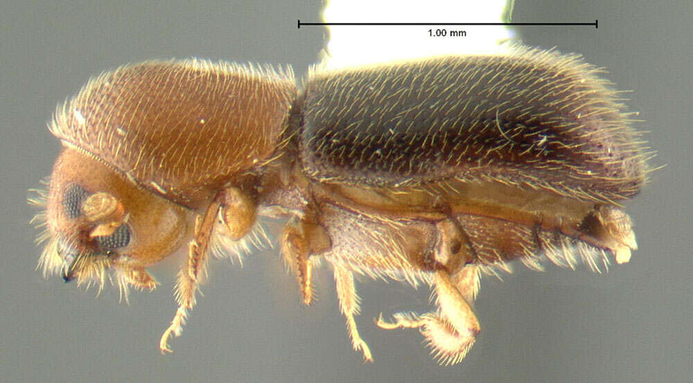 Image of Xyleborus californicus Wood 1975