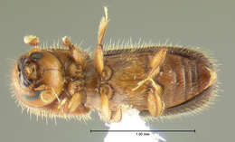 Image of Xyleborus californicus Wood 1975