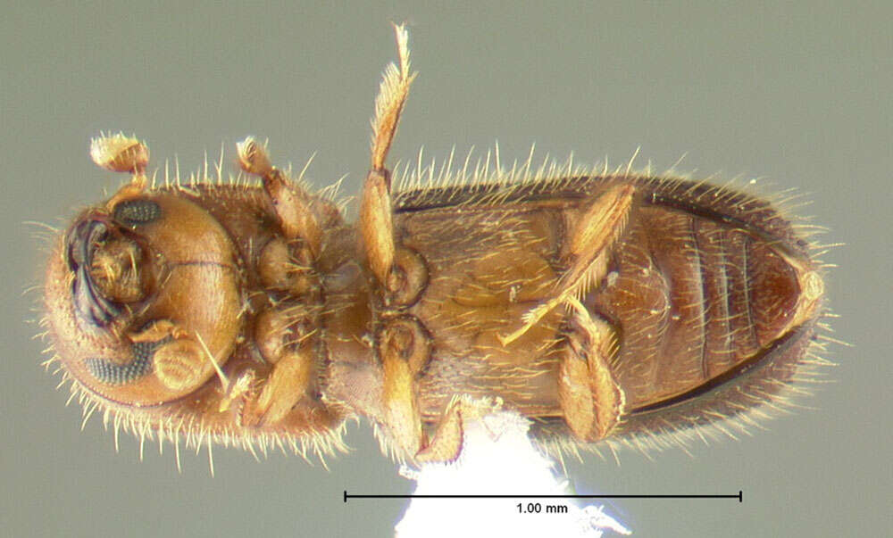 Image of Xyleborus californicus Wood 1975