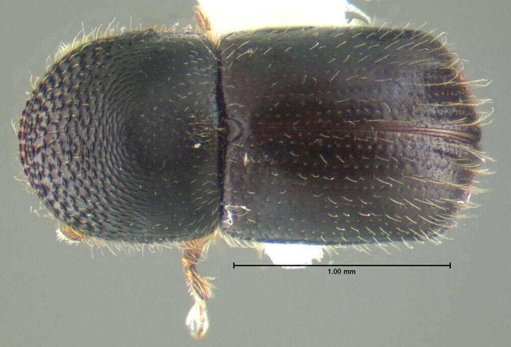 Image of Bark beetle