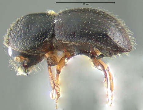 Image of Bark beetle