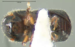 Image of Bark beetle