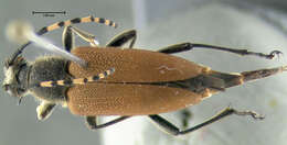 Image of Brachyleptura rubrica (Say 1824)