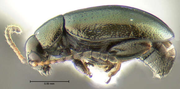 Image of Phyllotreta aeneicollis (Crotch 1873)