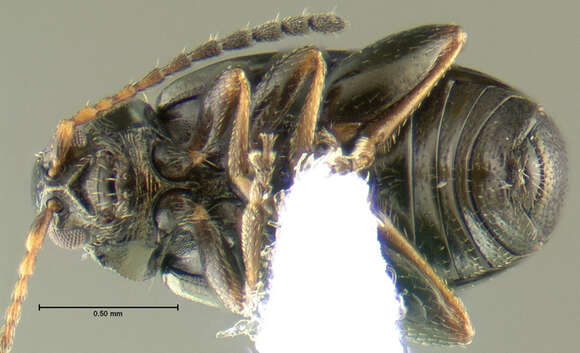 Image of Phyllotreta aeneicollis (Crotch 1873)