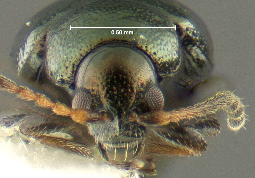 Image of Phyllotreta aeneicollis (Crotch 1873)