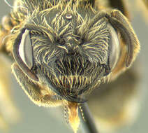 Image of Halictus ligatus Say 1837