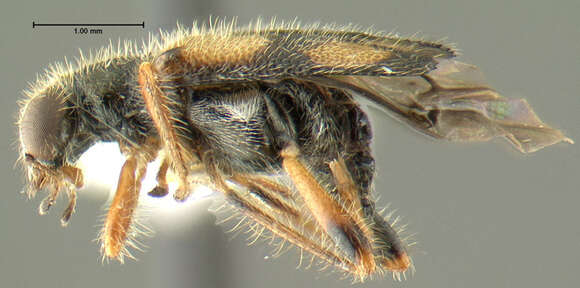 Imagem de Phyllobaenus pallipennis (Say 1825)