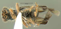 Image of Phyllobaenus pallipennis (Say 1825)