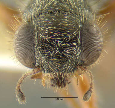 Imagem de Phyllobaenus pallipennis (Say 1825)