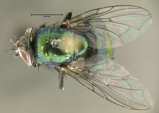 <i>Phaenicia sericata</i>的圖片