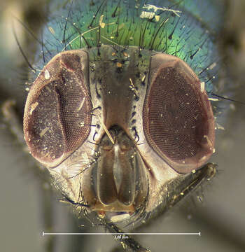 صورة <i>Phaenicia sericata</i>