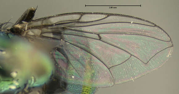 صورة <i>Phaenicia sericata</i>