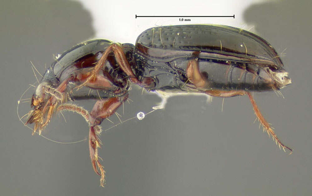 Image of Dyschirius (Dyschiriodes) globulosus (Say 1823)