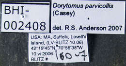 Image of Dorytomus amplus Casey 1892