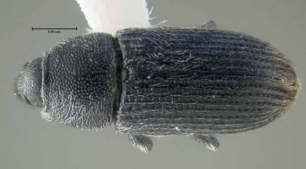 Image of Weevil