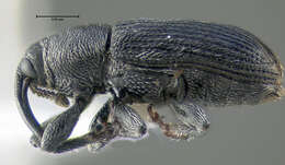 Image of Weevil