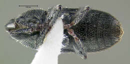 Image of Weevil