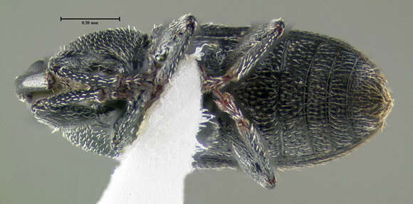 Image of Weevil