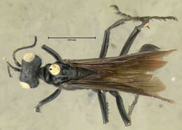 Image of Ammophila nigricans Dahlbom 1843