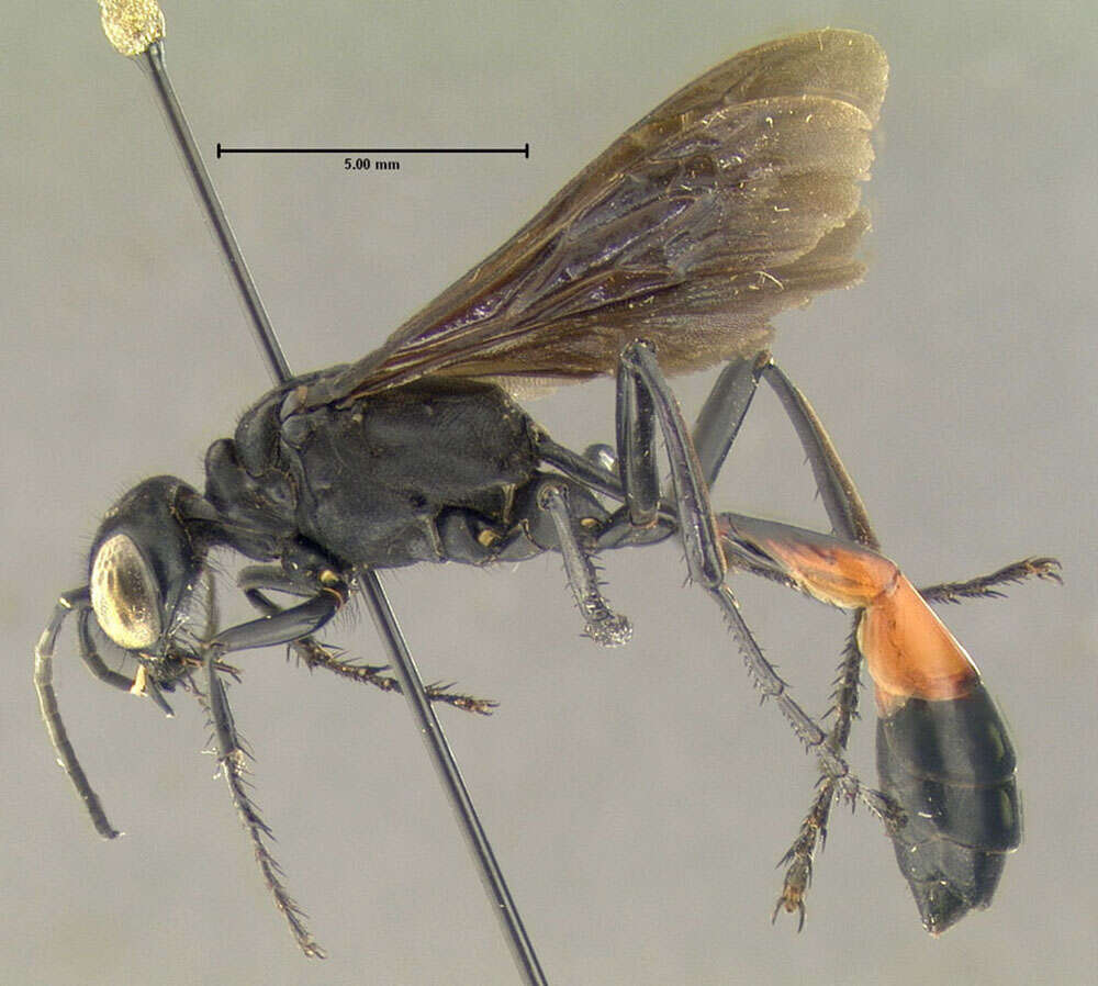 Image de Ammophila nigricans Dahlbom 1843