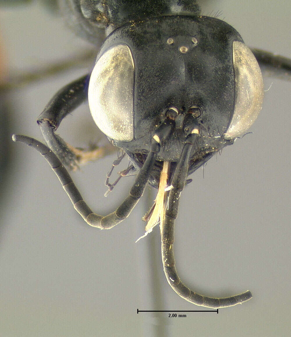 Image de Ammophila nigricans Dahlbom 1843