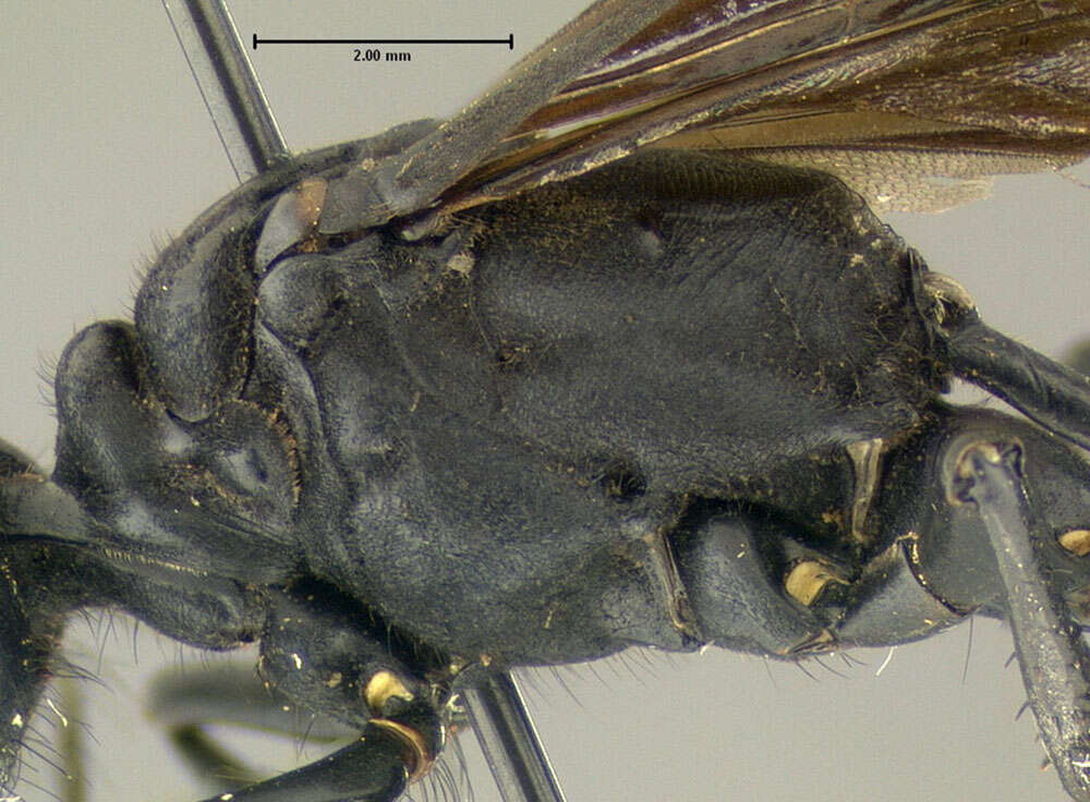 Image of Ammophila nigricans Dahlbom 1843
