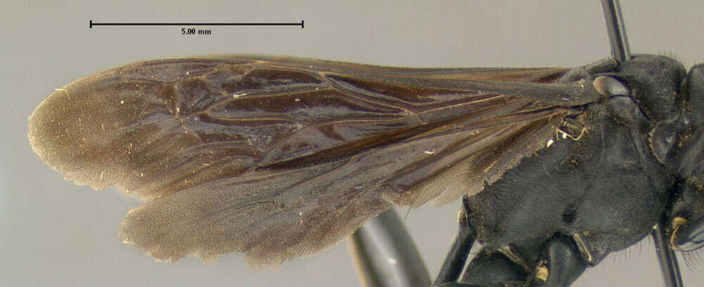 Image de Ammophila nigricans Dahlbom 1843