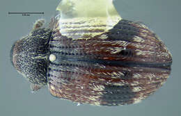 صورة Anthonomus bisignatus Gyllenhal 1835