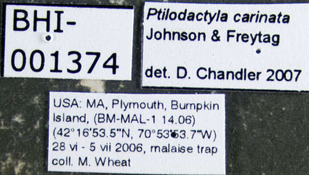 Image of Ptilodactyla carinata Johnson & Freytag 1978