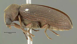 Image of Anobiid beetle