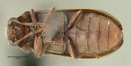 Image of Anobiid beetle