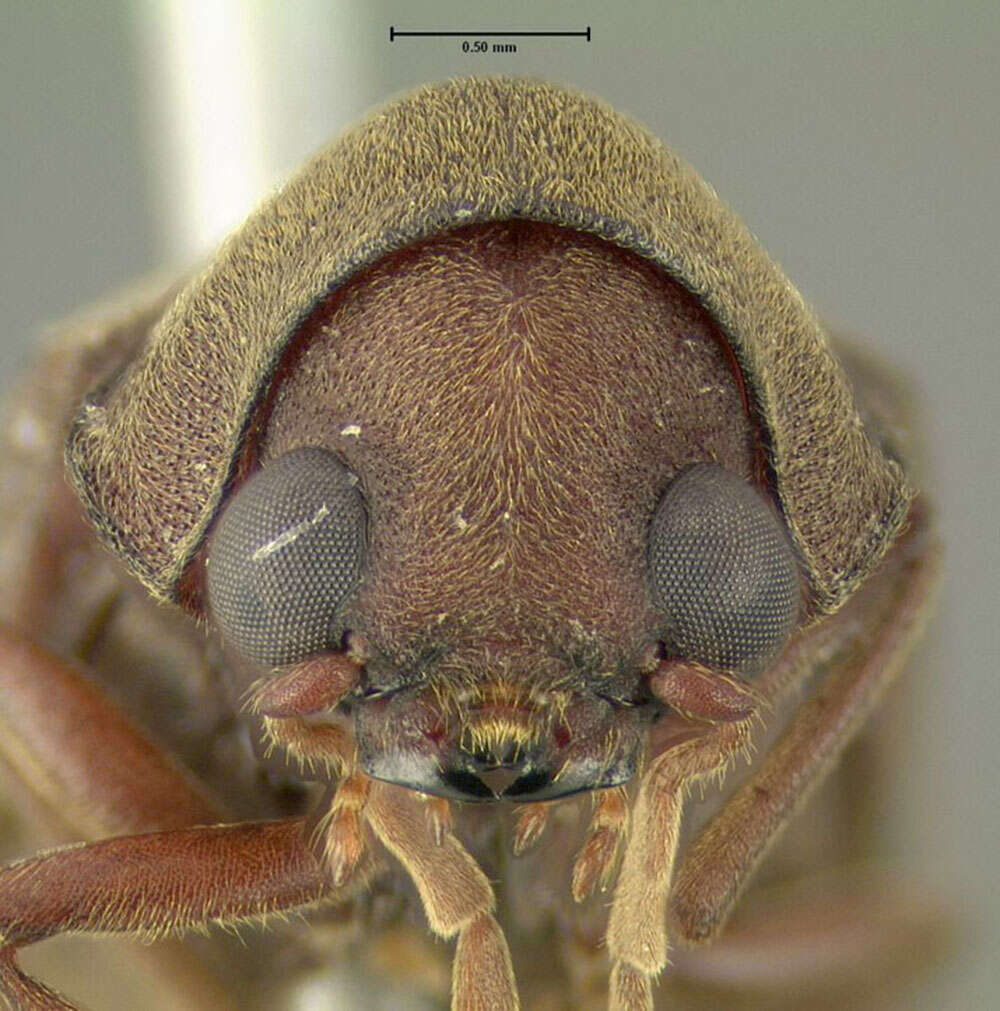 Image of Anobiid beetle