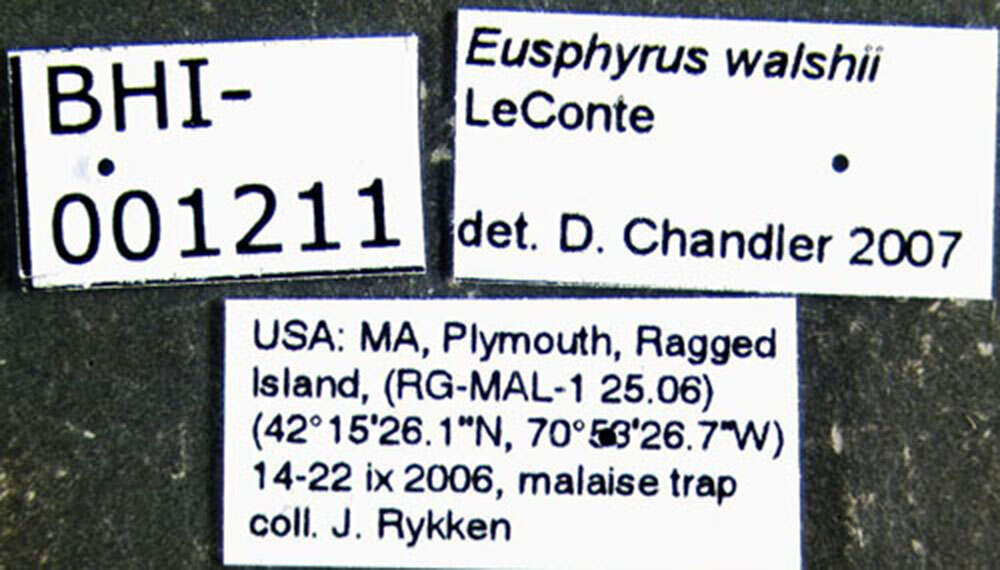 Image of Eusphyrus