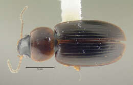 Image of Ground beetle