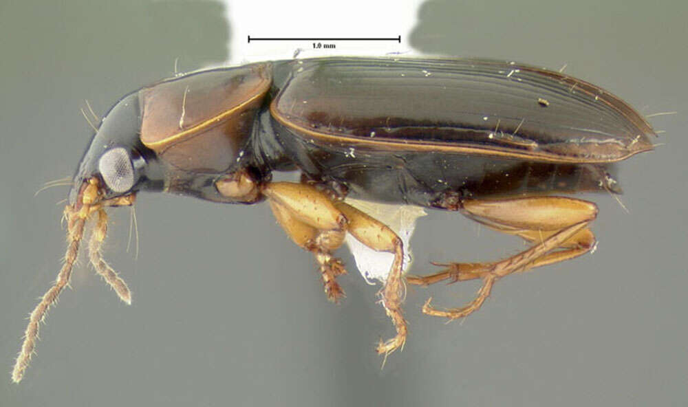 Image of Ground beetle