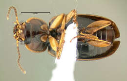 Image of Ground beetle