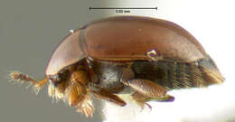 Imagem de Corylophidae