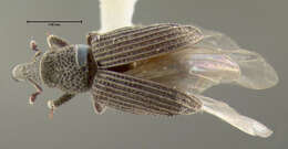 Image of Dryophthorus americanus Bedel & L. 1885