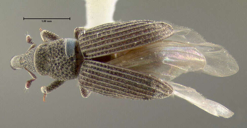 Image of Dryophthorus americanus Bedel & L. 1885