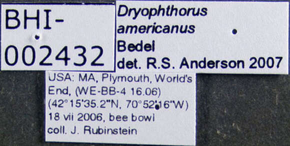 Image of Dryophthorus americanus Bedel & L. 1885