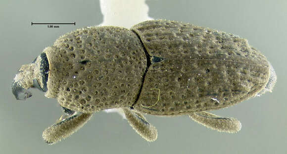 Imagem de <i>Sphenophorus minimus</i>