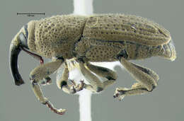 Image de <i>Sphenophorus minimus</i>