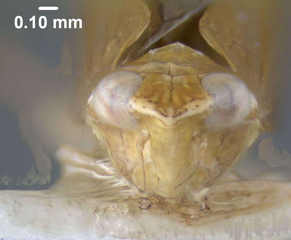 Scaphytopius (Cloanthanus) fulvus Osborn 1905 resmi