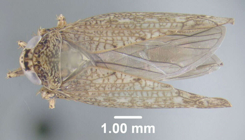 Sivun Texananus (Iowanus) longipennis Crowder 1952 kuva