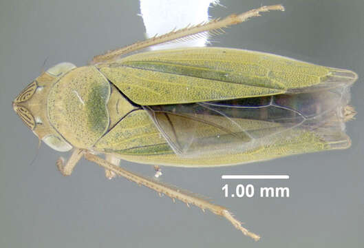 Image of Bog Leafhopper