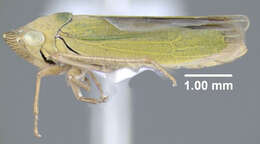 Image of Bog Leafhopper