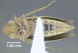 Image of Bog Leafhopper