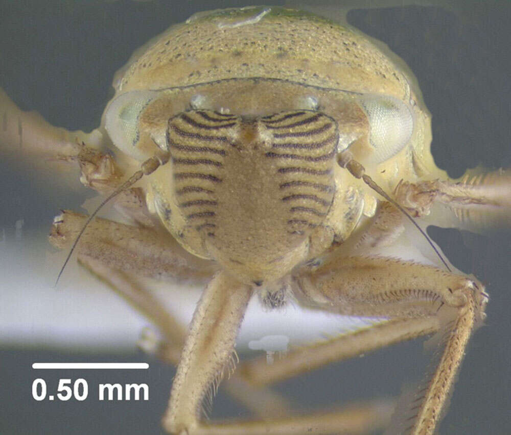 Image of Bog Leafhopper